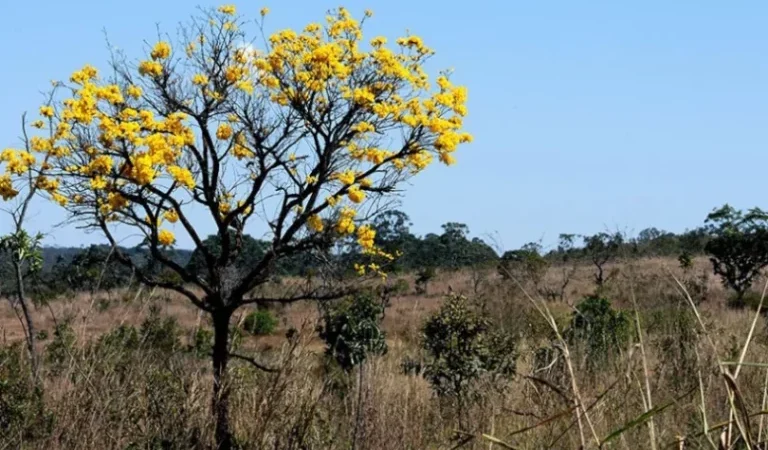 Ampliar governança federal sobre o cerrado é chave para o combate às mudanças climáticas