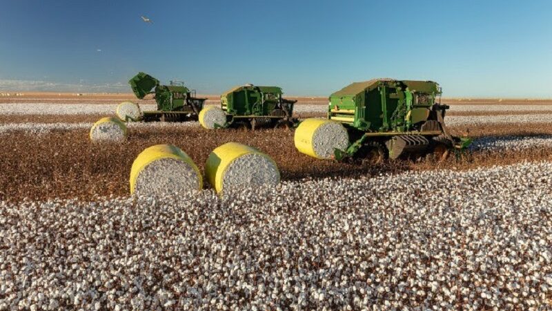 Com aumento de 13%, produção de pluma de algodão em MT impulsiona exportação nacional – Jornal Advogado – Em Mato Grosso