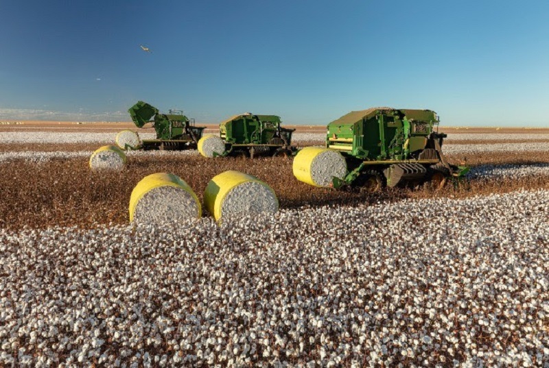 Com aumento de 13%, produção de pluma de algodão em MT impulsiona exportação nacional – Jornal Advogado – Em Mato Grosso