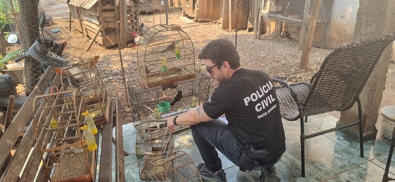 Polícia Civil investiga 25 denúncias de maus-tratos de animais em Cuiabá e Várzea Grande – Jornal Advogado – Em Mato Grosso