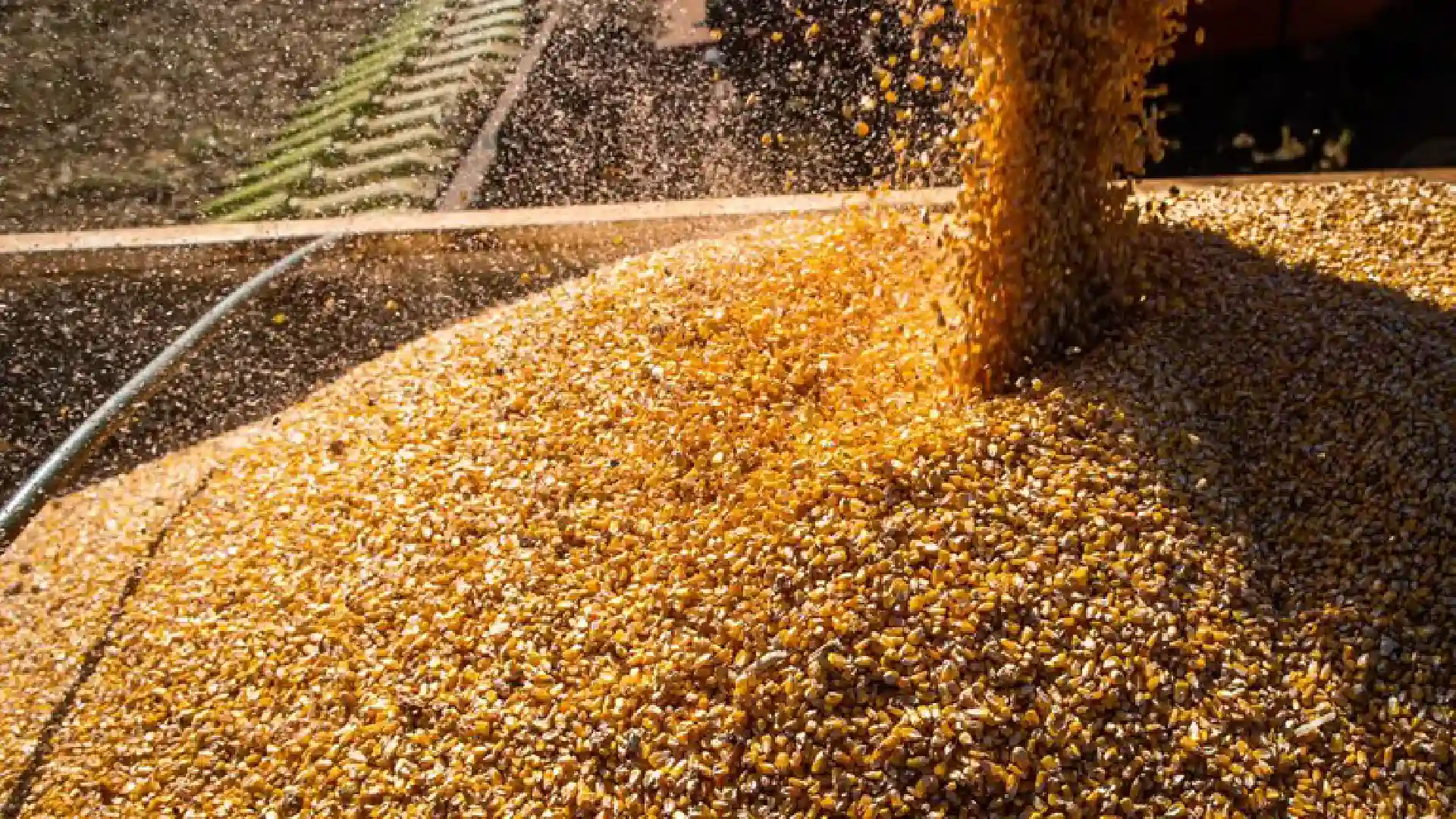 Produção brasileira de grãos na safra 23/24 deve alcançar 298,6 milhões de toneladas