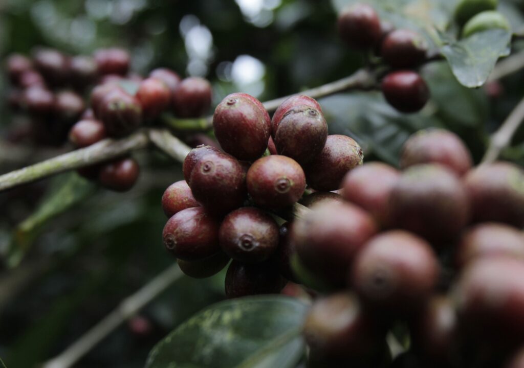 Previsão de safra de café 2024 do Brasil cai em meio à seca, mostra IBGE – Jornal Advogado – Em Mato Grosso