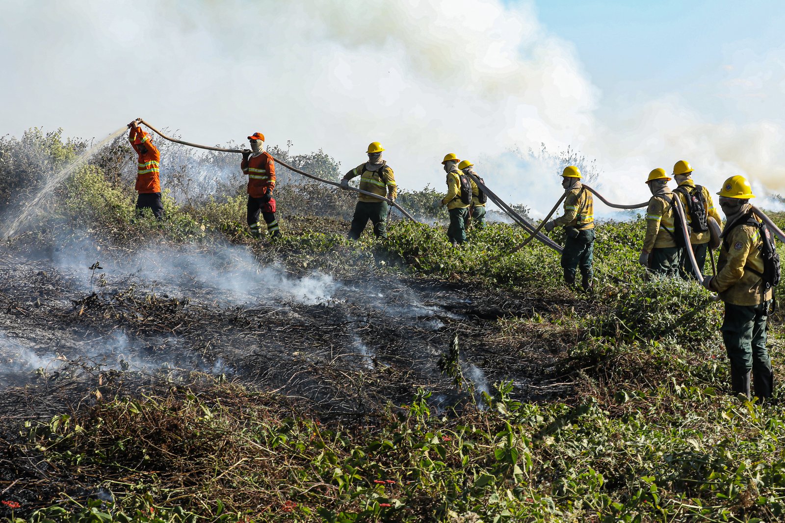 Corpo de Bombeiros combate 48 incêndios florestais no Estado nesta quarta-feira (11)