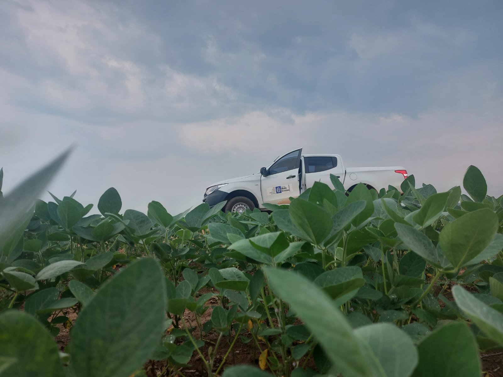 Cultivo da soja para a safra 2024/2025 já está liberado em Mato Grosso