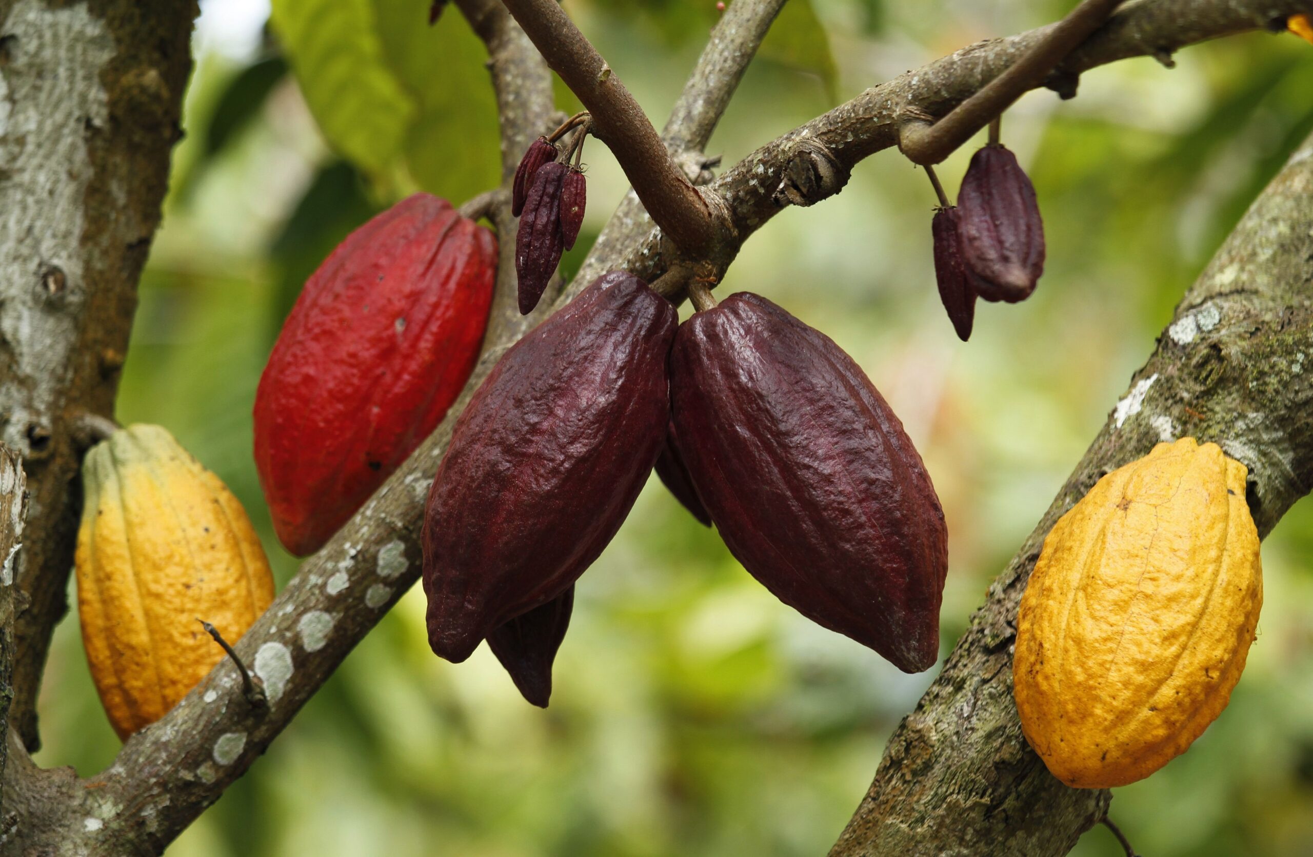 Cacau lidera alta das commodities pelo 2º ano, enquanto ingredientes de aço sofrem com demanda da China
