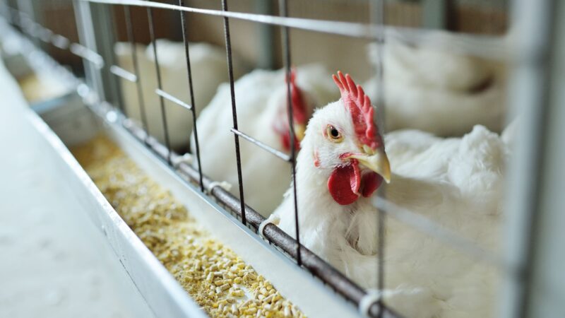 Ministério da Agricultura espera concluir embargos de exportação de frangos nos próximos dias