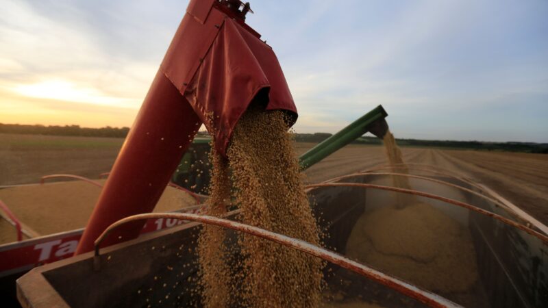 Safra de soja 24/25 do Brasil deve crescer 12,7%, estima Conab