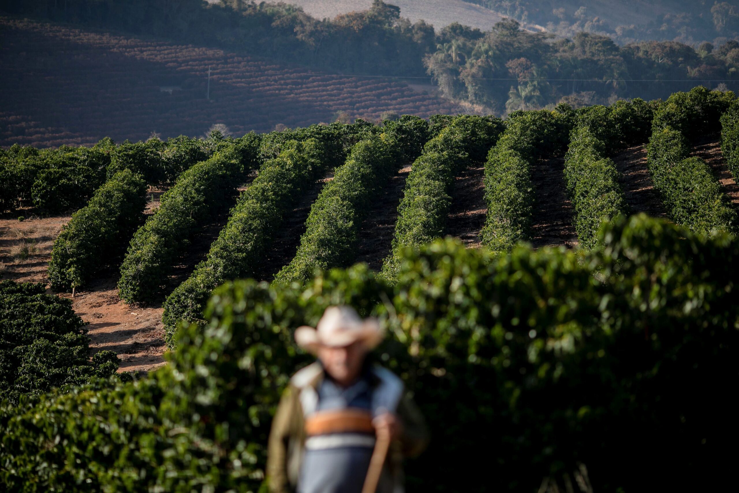Café robusta atinge novo recorde; açúcar branco atinge máxima em 2 meses