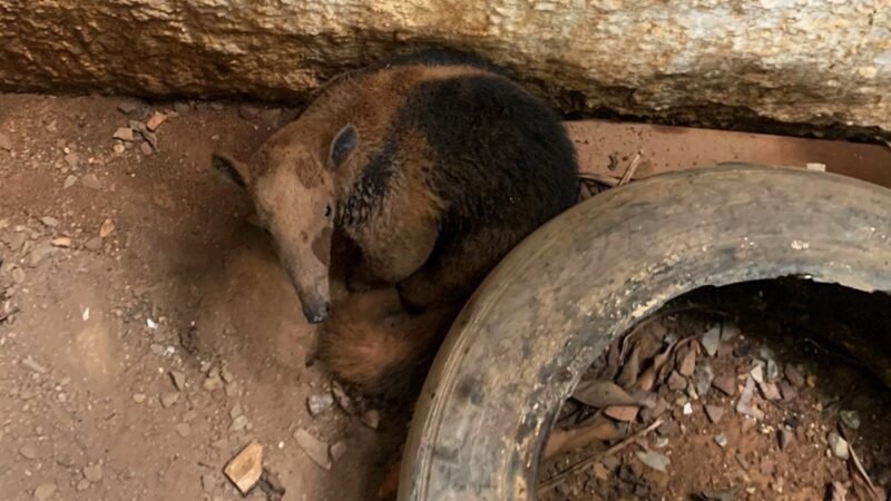 Corpo de Bombeiros resgata cão, porco-espinho e tamanduá-mirim de locais de risco