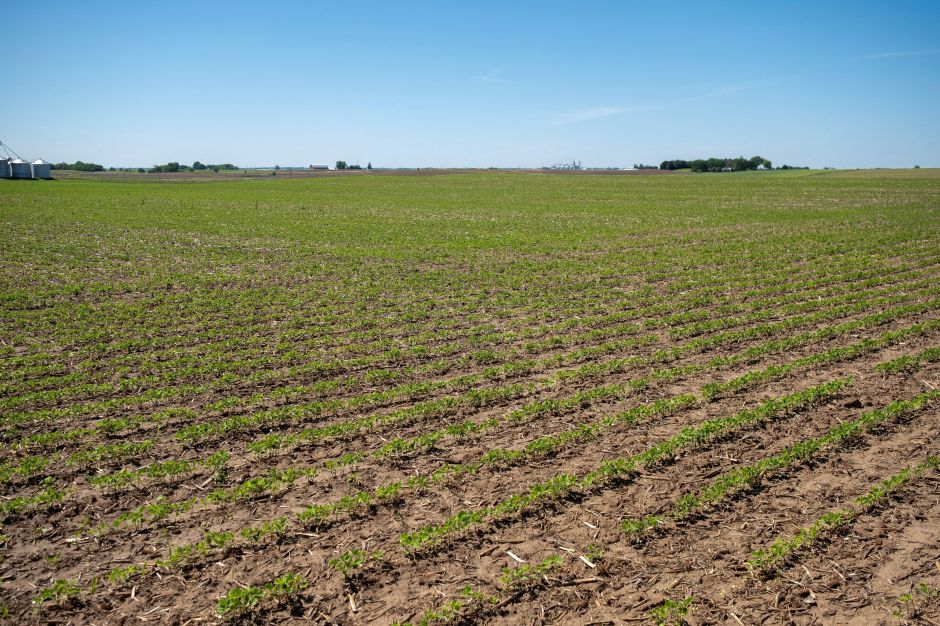 Abiove eleva previsão de safra e exportações de soja do Brasil em 2025
