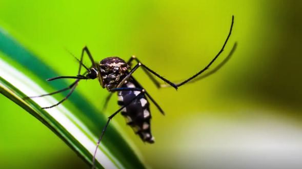 SES alerta para medidas de prevenção contra a dengue, zika e chikungunya