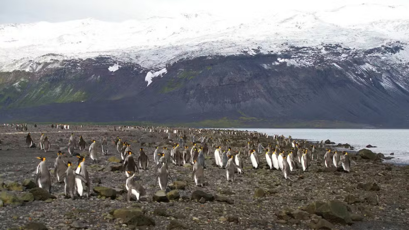 Ilha de pinguins foi taxada para evitar brecha a outros países, diz Lutnick