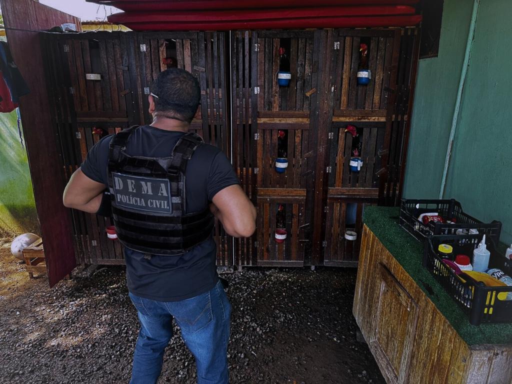 Polícia Civil resgata galos utilizados em rinhas e prende proprietário das aves por maus-tratos