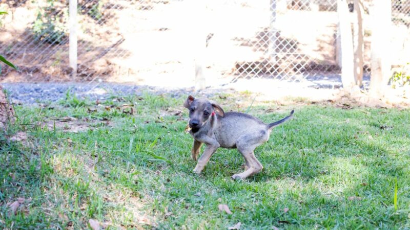 Adestrador inicia trabalho no canil da Bem-Estar Animal