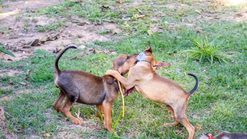 Mutirão de castração atenderá mais de 40 animais neste sábado
