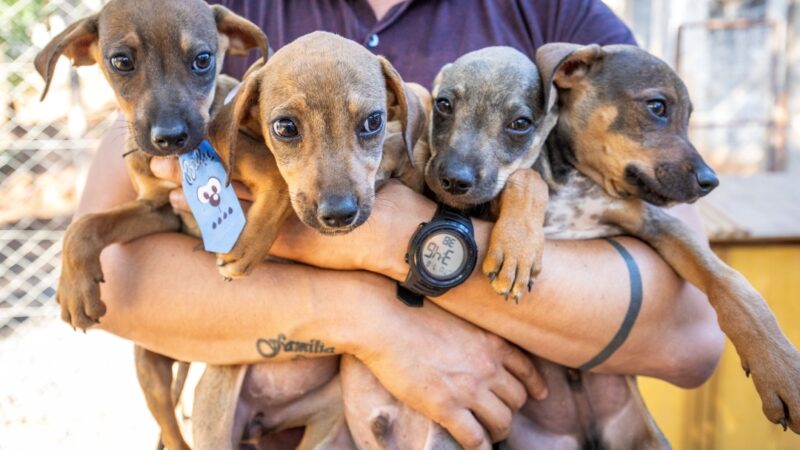 Bem-Estar Animal cria projeto “Campanha 20Ver” para incentivar adoção