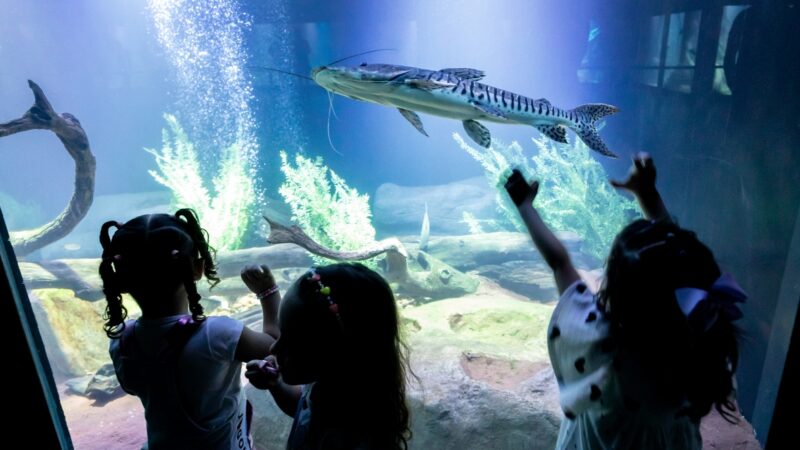 Aquário Municipal é sucesso de visitação no período de férias escolares