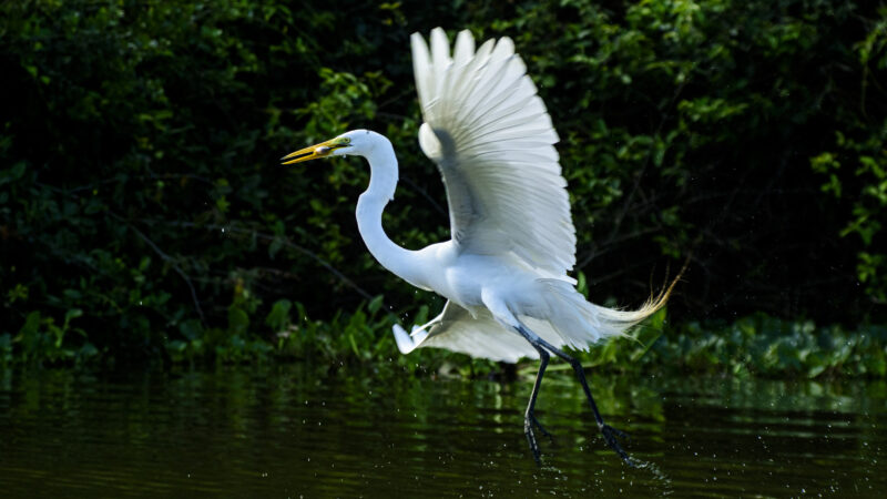 Biodiversidade de Mato Grosso é destaque na maior feira mundial de observação de aves