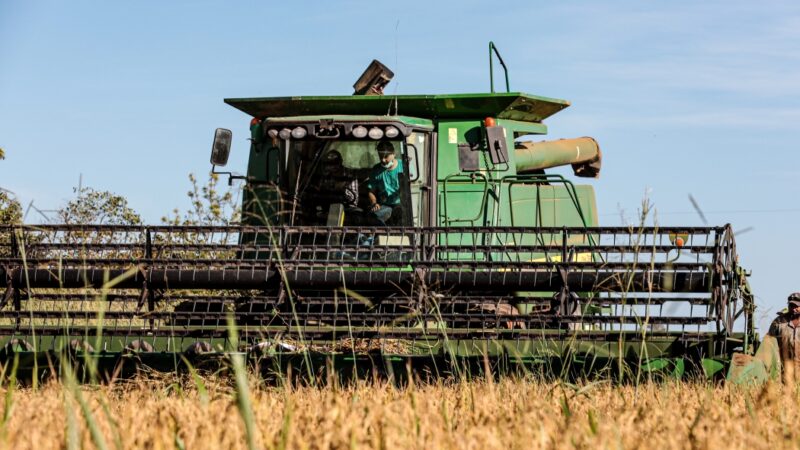 Mato Grosso lidera produção nacional de arroz de sequeiro, aponta Anuário Brasileiro do Arroz 2025
