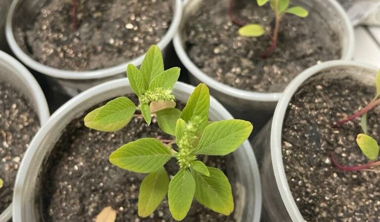 Pesquisadores estudam uso de plantas como alternativa aos herbicidas sintéticos tradicionais nas lavouras em MT