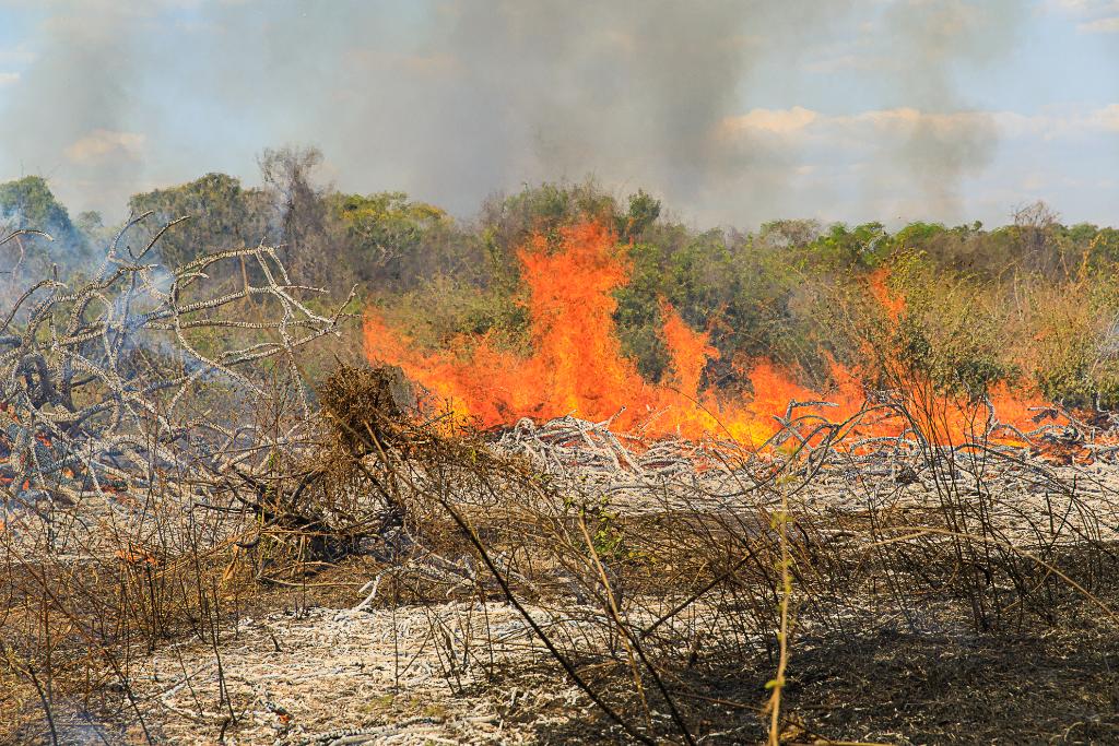 Polícia Militar prende homem por provocar incêndio em zona rural de Vila Rica