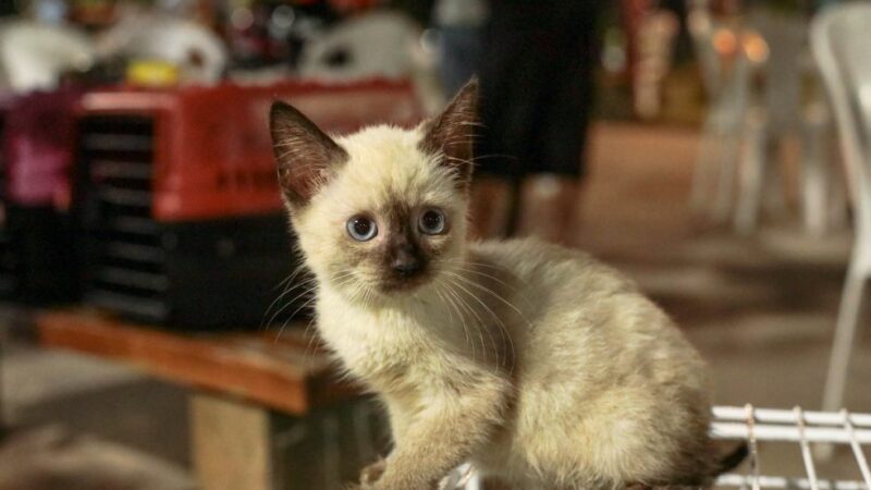 Prefeitura de Cuiabá faz alerta sobre casos de esporotricose em humanos e animais