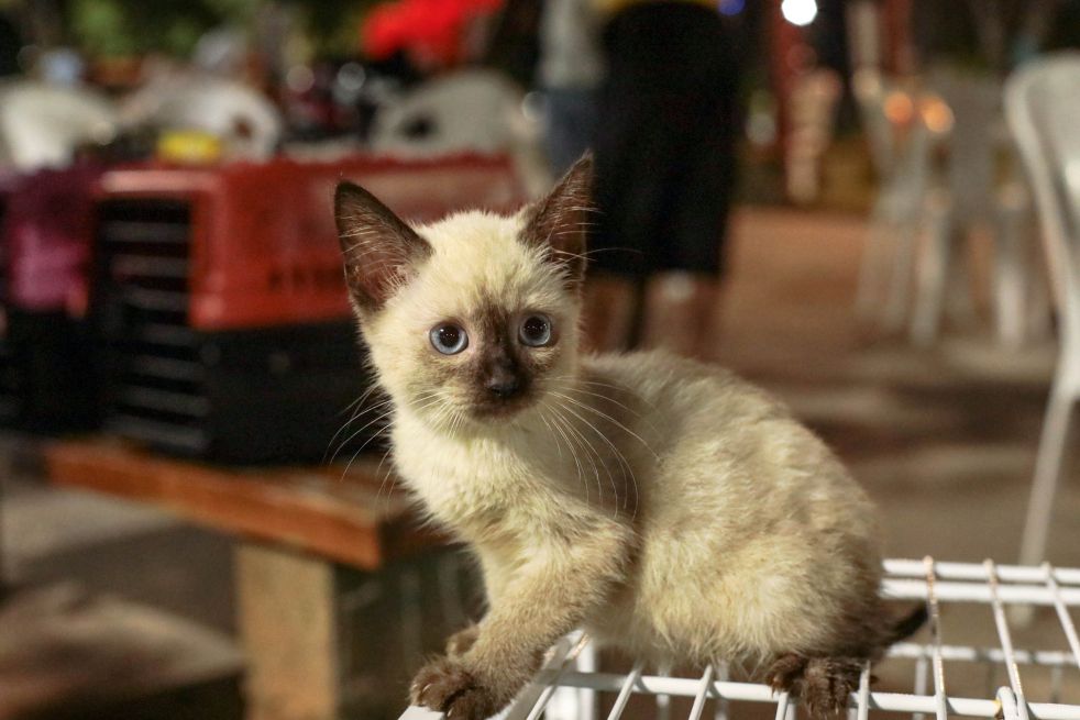 Prefeitura de Cuiabá faz alerta sobre casos de esporotricose em humanos e animais