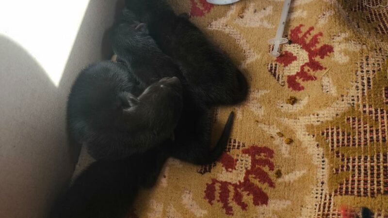 Sema garante tratamento veterinário a filhotes de lobete resgatados em Campo Novo do Parecis