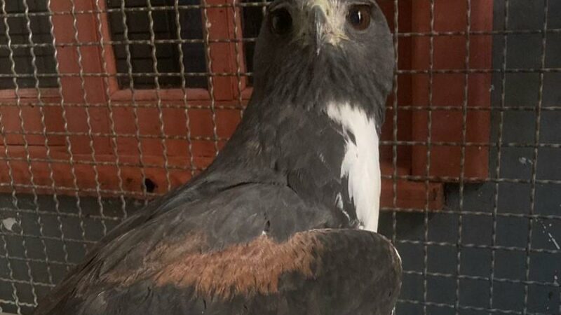 Sema realiza soltura de Gavião-do-rabo-branco após cuidados veterinários em Sorriso