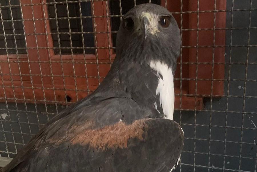 Sema realiza soltura de Gavião-do-rabo-branco após cuidados veterinários em Sorriso
