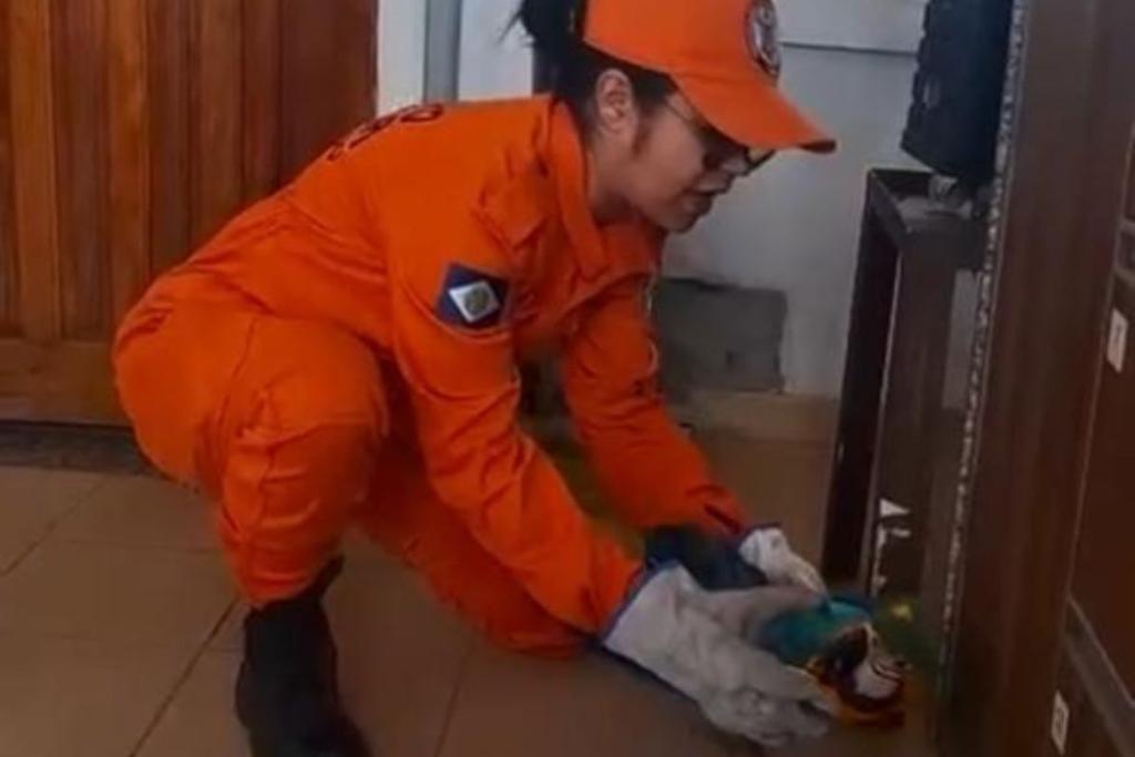 Corpo de Bombeiros resgata arara atropelada por carreta