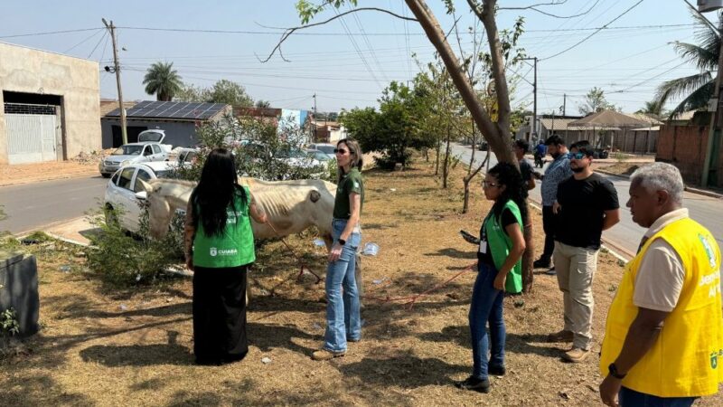 Ação conjunta resgata cavalo vítima de abandono e maus-tratos em Cuiabá