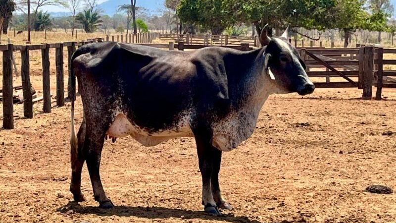 Pecuaristas de Pontes e Lacerda triplicam produção de leite com tecnologia entregue pela Seaf