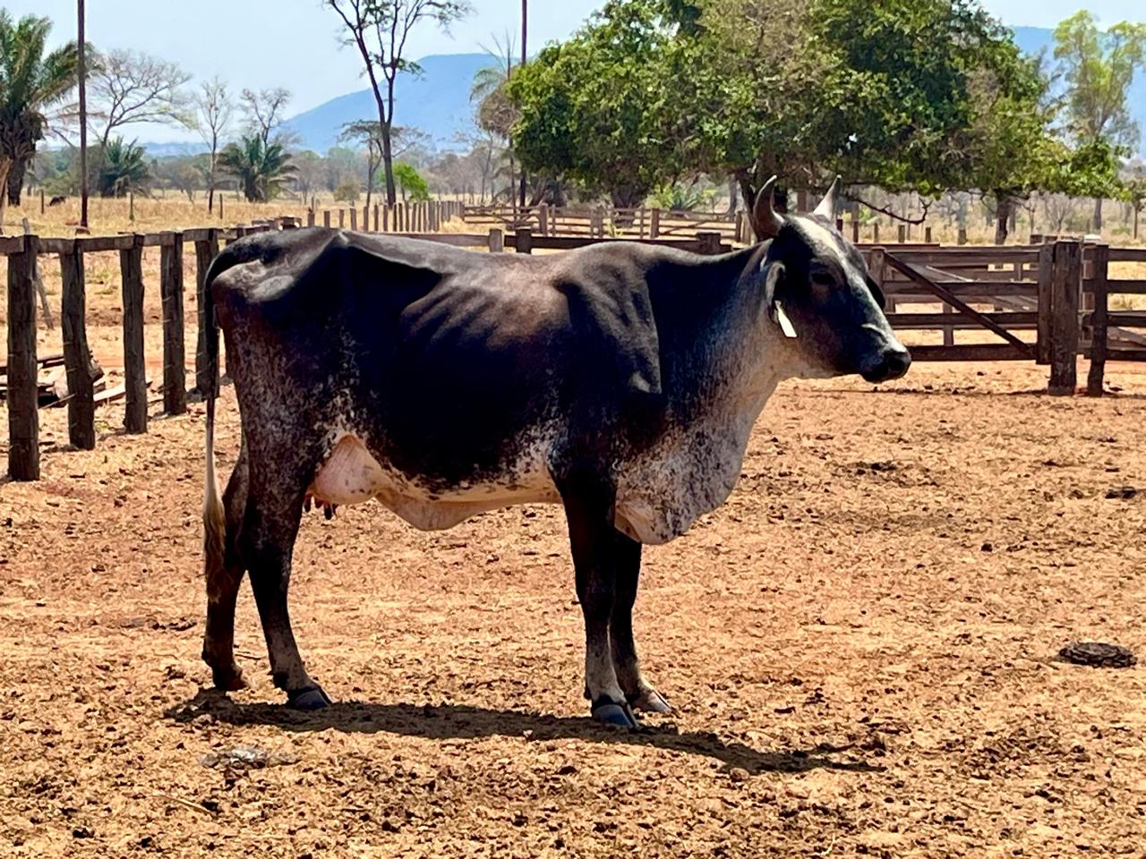 Pecuaristas de Pontes e Lacerda triplicam produção de leite com tecnologia entregue pela Seaf