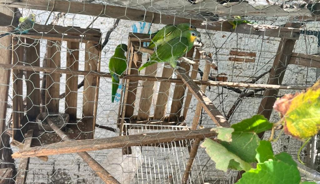 Polícia Civil descobre criadouro ilegal e resgata pássaros silvestres em Várzea Grande