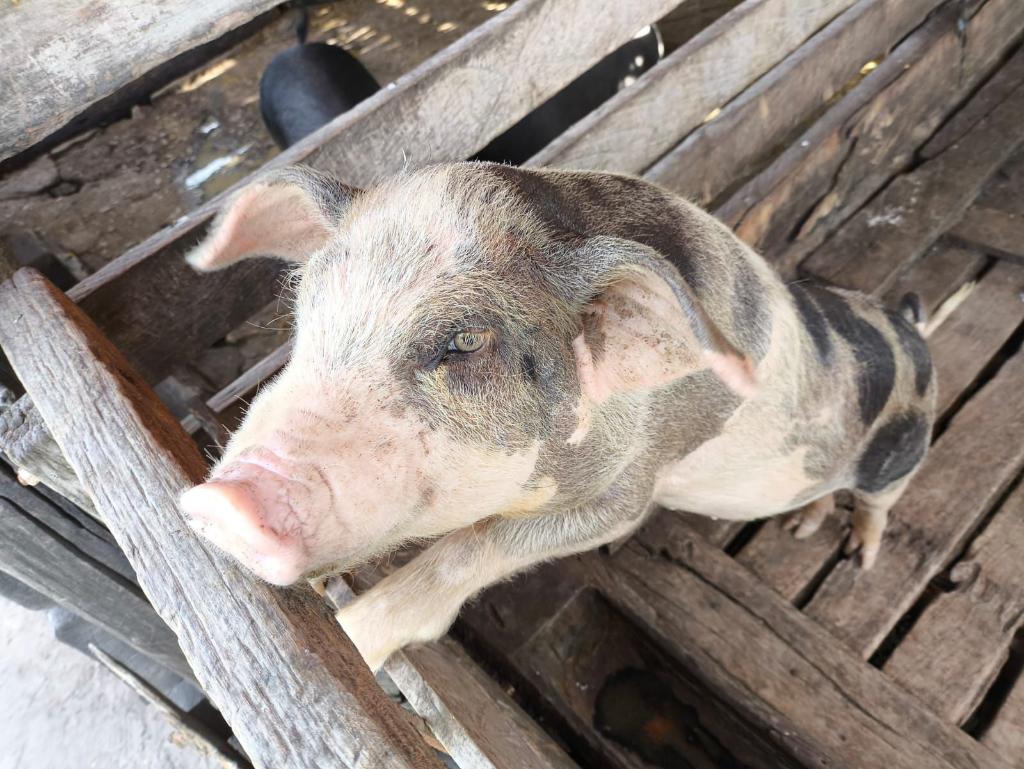 Indea conclui 4º Ciclo do Plano Integrado de Vigilância em Doenças dos Suínos e atesta que MT segue livre de peste suína clássica