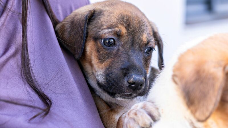 Prefeitura de Cuiabá convida população para vacinar cães e gatos neste sábado