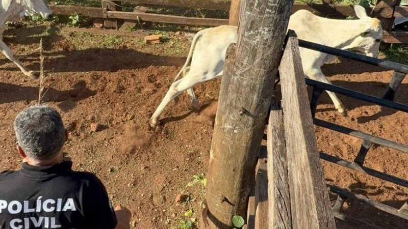 Polícia Civil de MT e Polícia Militar de GO recuperam novilhas e equinos furtados em fazenda de Canarana