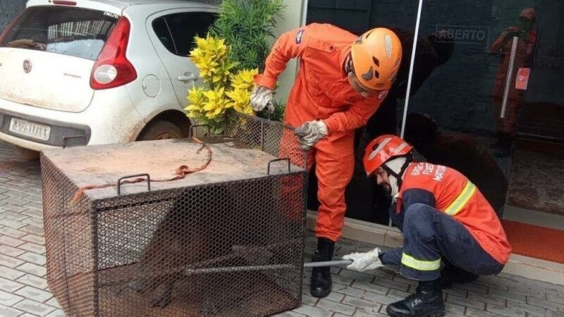 Corpo de Bombeiros é acionado para resgatar capivara que circulava em avenida central