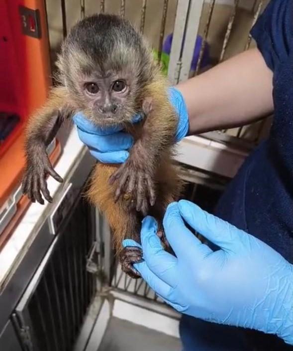 Sema encaminha filhote de macaco-prego resgatado em Alta Floresta para atendimento em clínica veterinária
