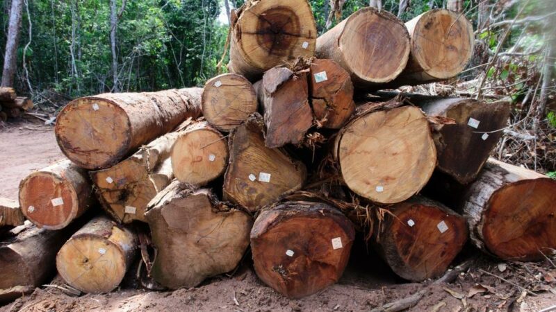 Período proibitivo de exploração florestal sustentável terminou nesta quarta-feira