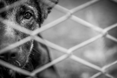 Projeto aumenta punição por maus-tratos a cães e gatos